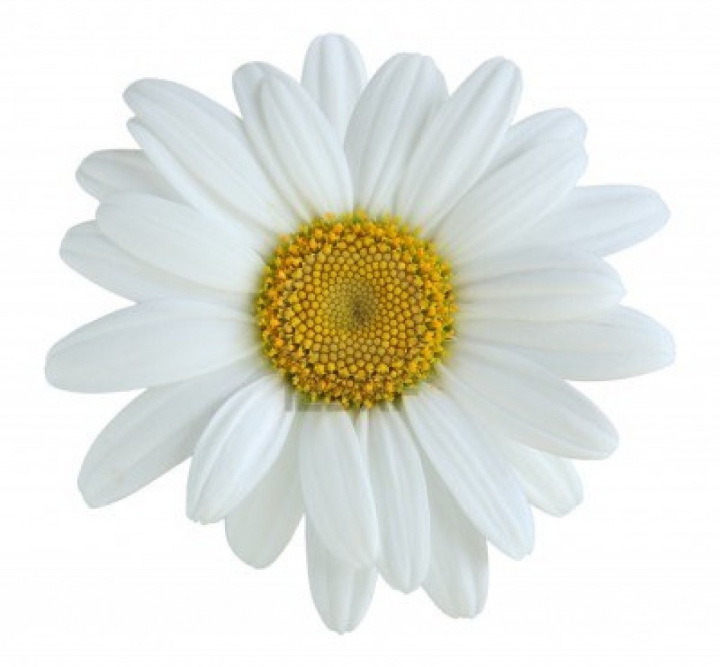 16568413-single-daisy-flower-isolated-on-white-background
