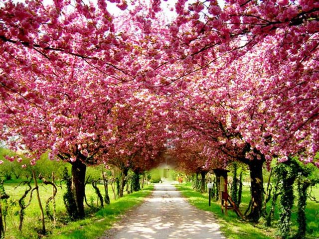 Japanska körsbärsträd